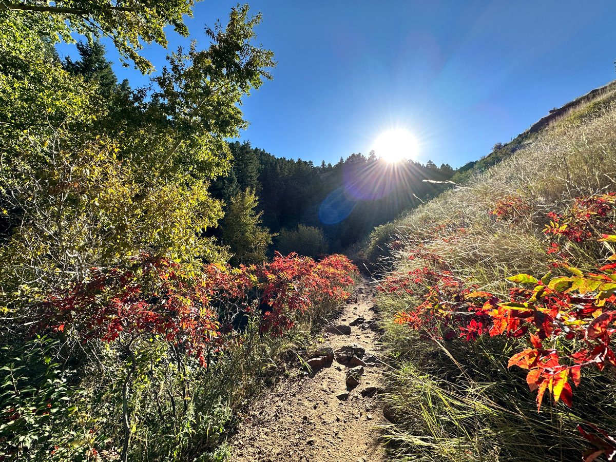 The sun going behind the hills on a trail in Golden with some red plants surrounded by green trees