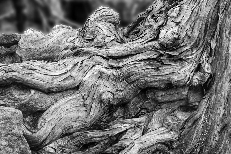 textures-of-nature-black-and-white-jack-zulli-2