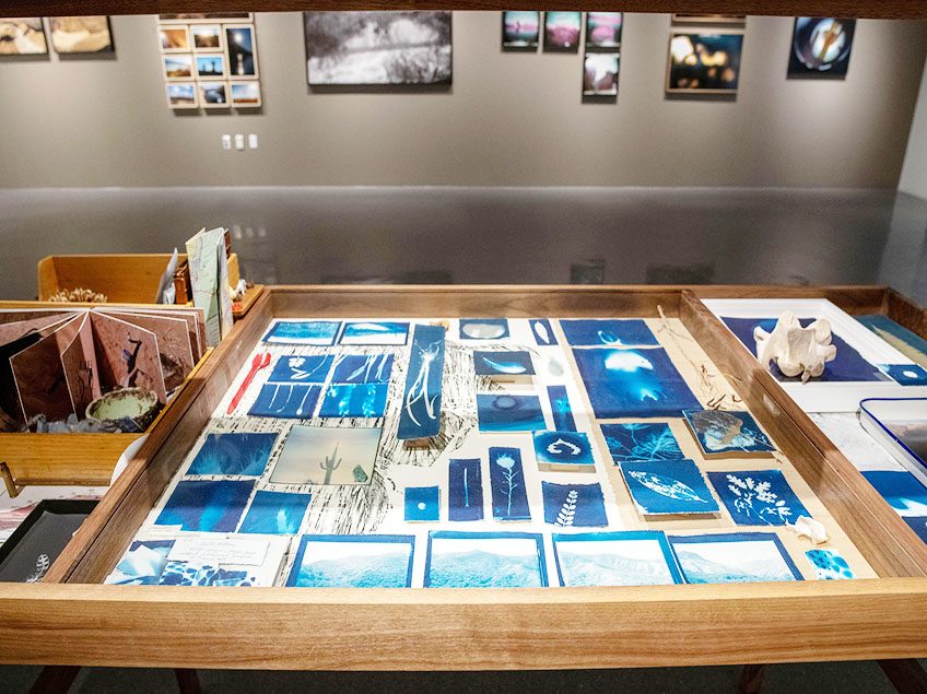 A display table with various cyanotype prints and natural objects in a gallery setting. The prints feature botanical and abstract designs, with additional framed art on the walls.