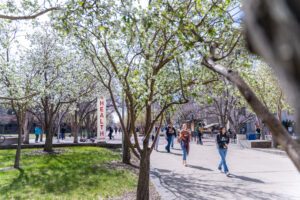 Auraria Campus Blooming Season