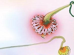 Illustration of flower