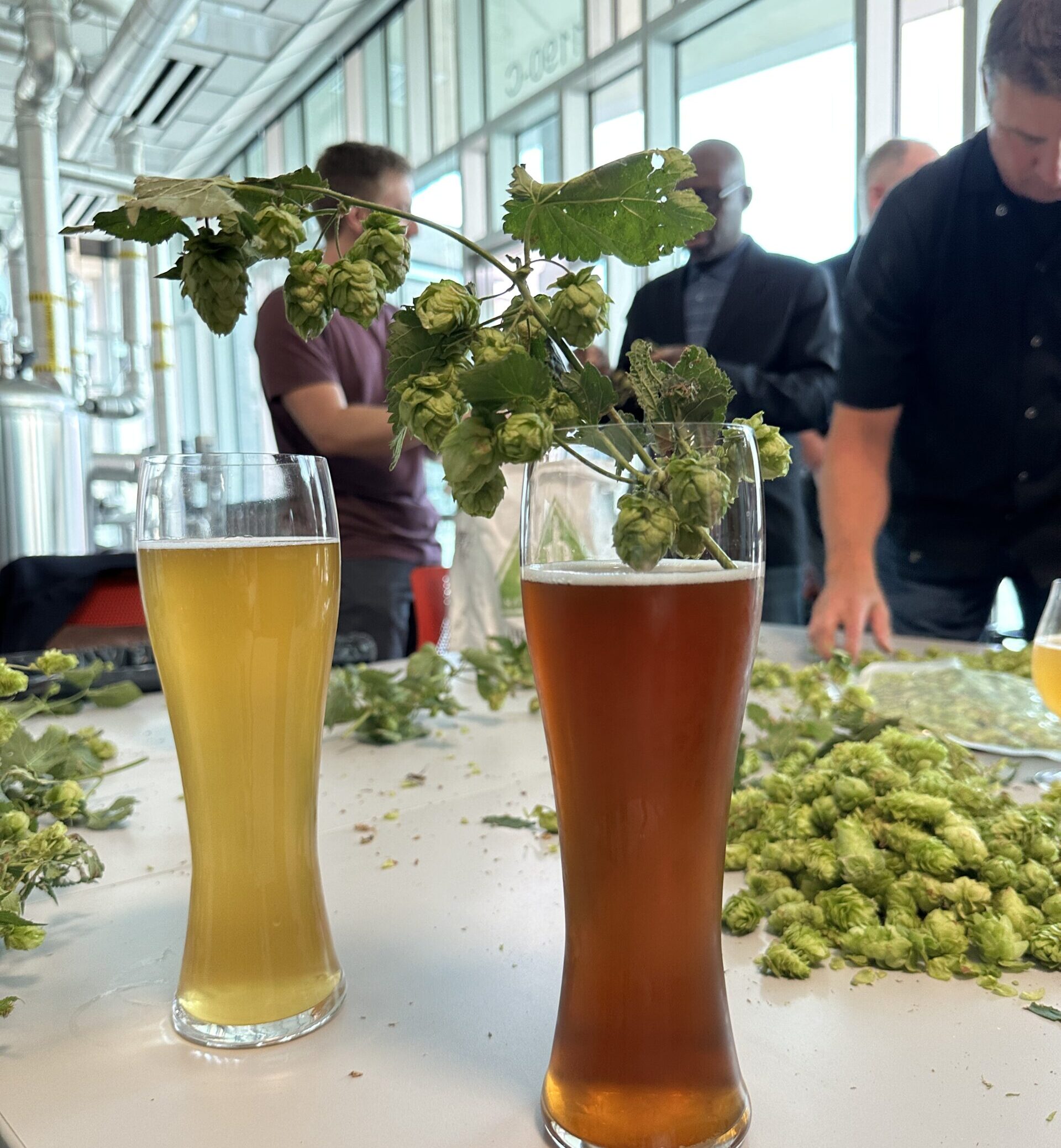beer brewed in the charlie papazian brewing education lab with hops in it