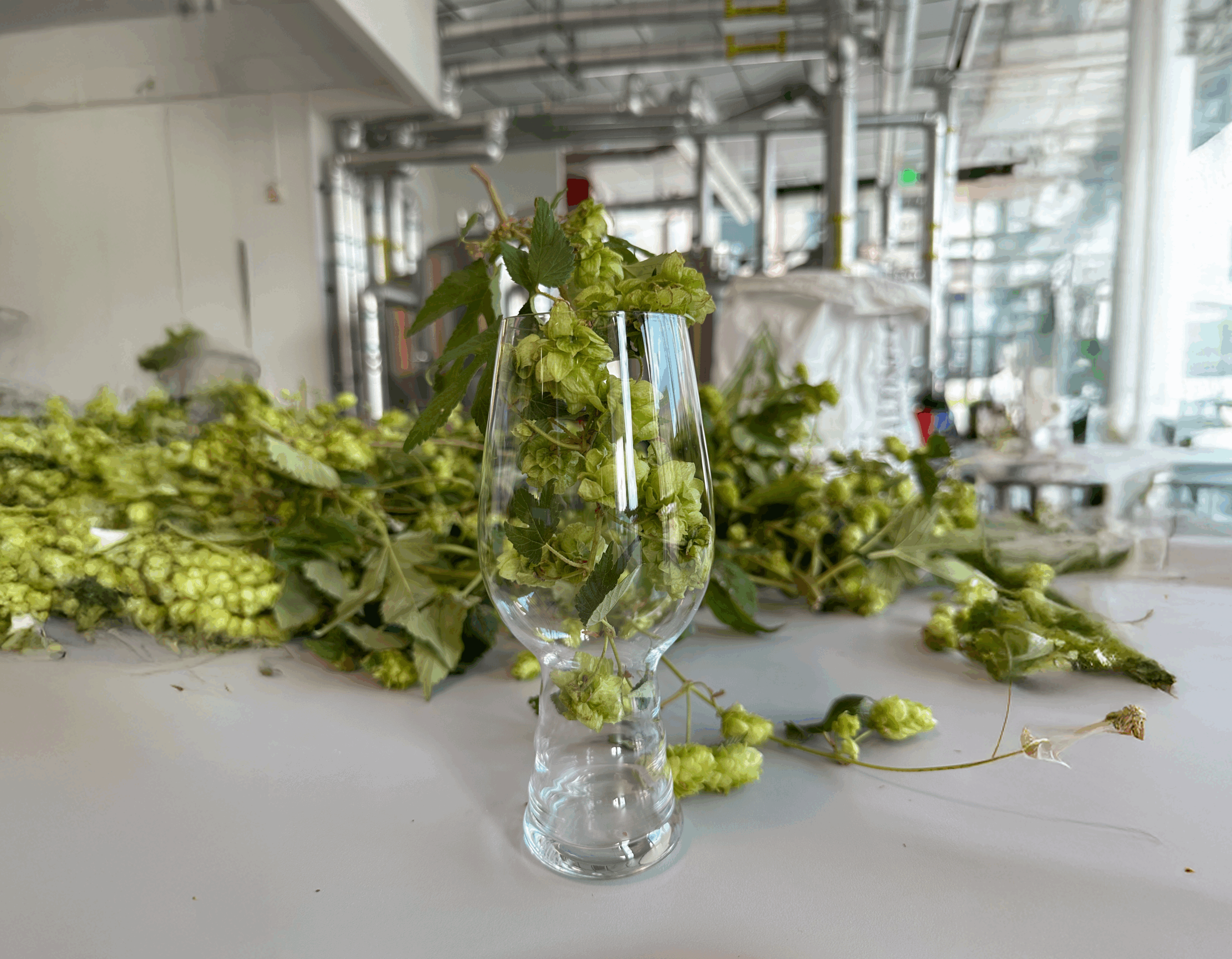 glass in the charlie papazian brewing education lab with hops in it