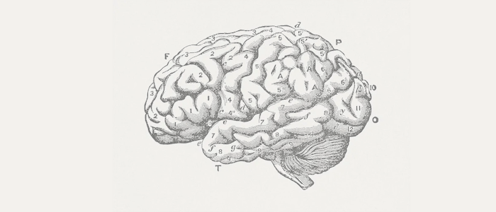 Vintage illustration of a human brain in profile view
