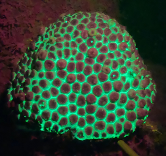 Bleached coral fluorescing at night.