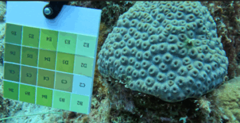 Coral watch card held next to a bleached coral in the daylight.