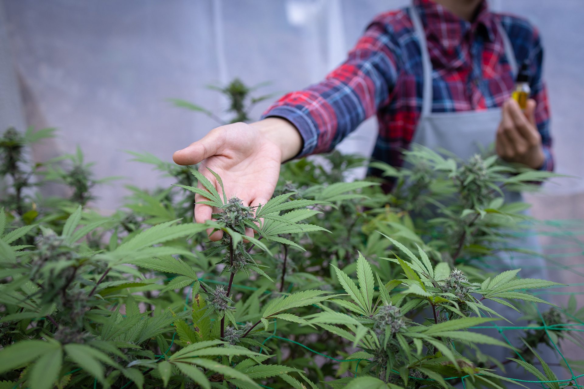 Man tending to cannabis plants