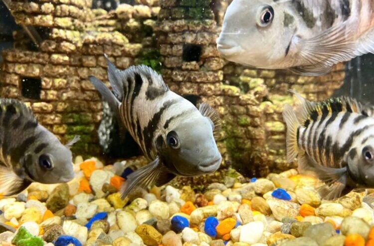 Convict cichlids in aquarium.