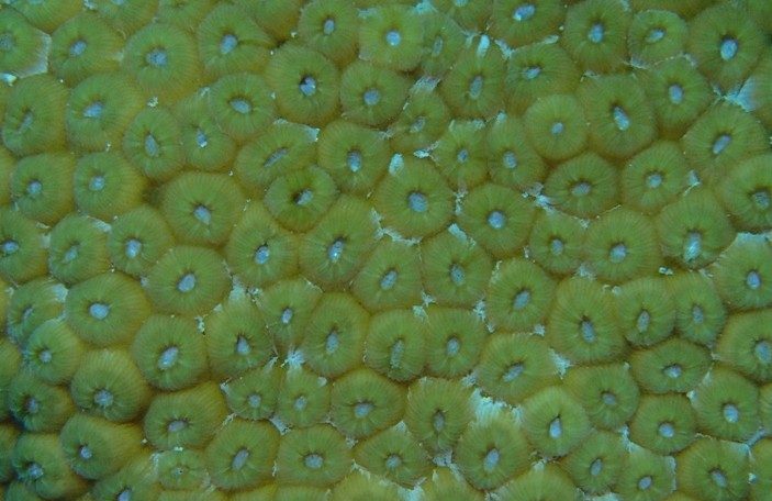 Close up of healthy living coral in Bonaire.