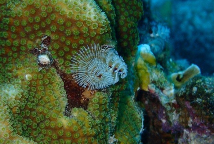 Tube worms coming out of coral in Bonaire.