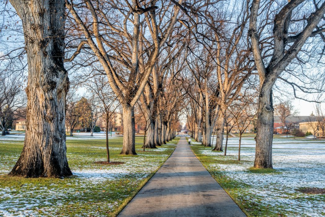 A row of elm trees and grass with snow on the ground line a path forward