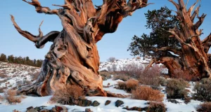 twisted and gnarled trunk of a bristlecone pine tree