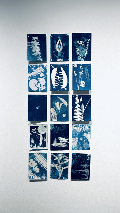 A grid of 15 cyanotype prints taken of natural items, in shades of blue and white, hang on the wall in the CVA.