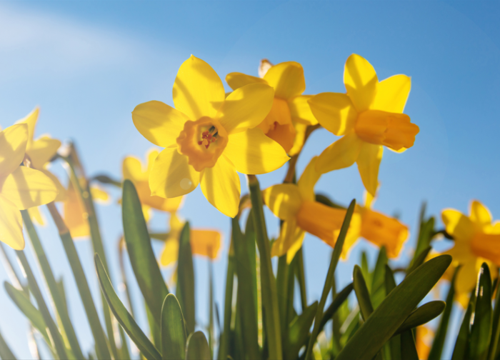 An image of a group of daffodils outside