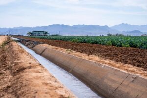 Water flowing between crops on a farm.